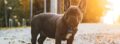 Cute French Bulldog puppy standing on a sunlit pathway during golden hour.