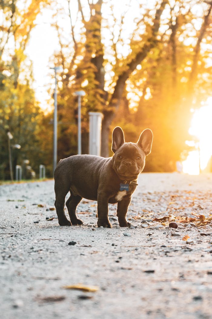 Cute French Bulldog puppy standing on a sunlit pathway during golden hour.